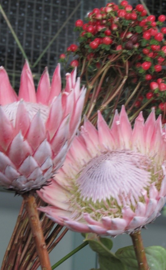 Protea