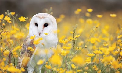 Scientific Research Evaluation