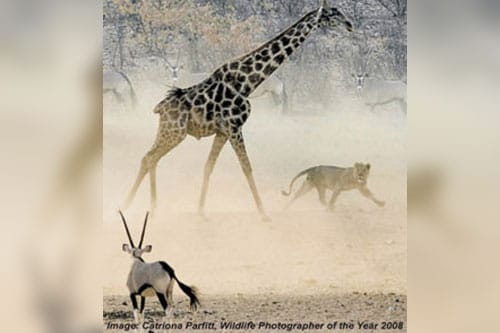 Evaluation as risk management