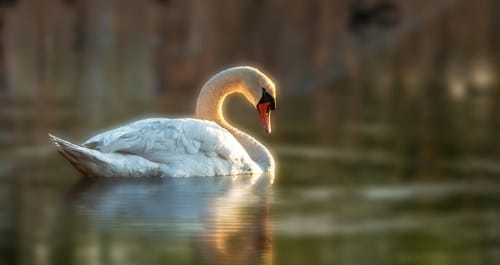 Snippets and Titbits 1. The Zoo of Future Risks